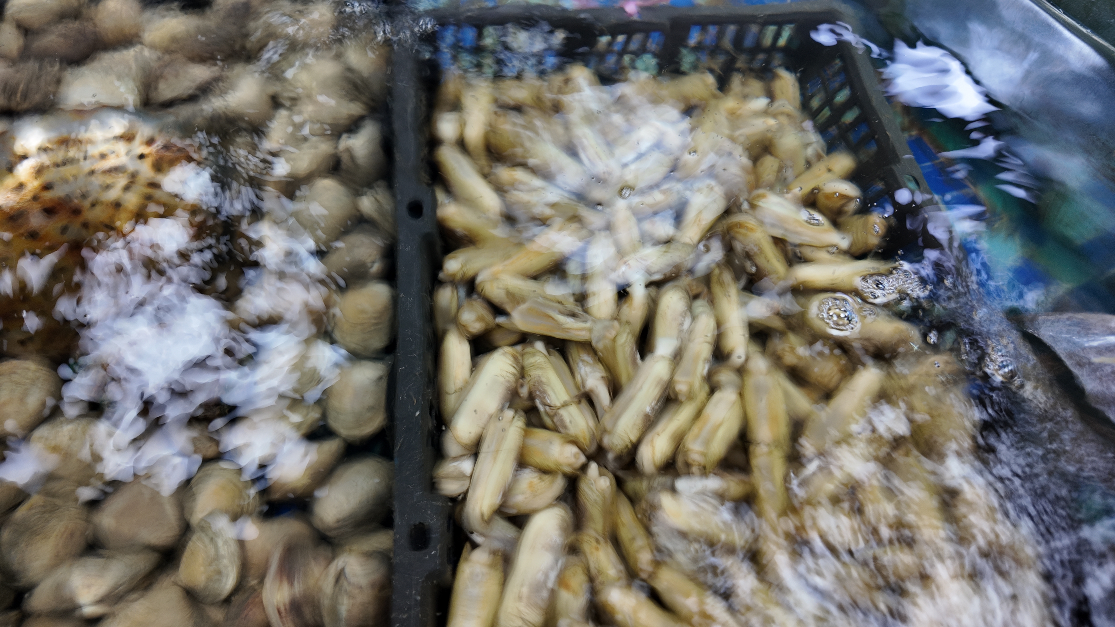 现捞的海鲜水产从源头产地买，真的能保